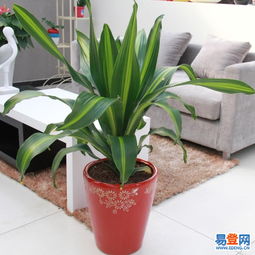 東城東直門易登網禮品花卉銷售 專業綠植服務，點亮城市生活