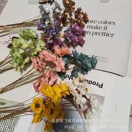 小孔雀苗 新興禮品花卉市場的璀璨新星